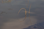Reeds In Lake Sammamish